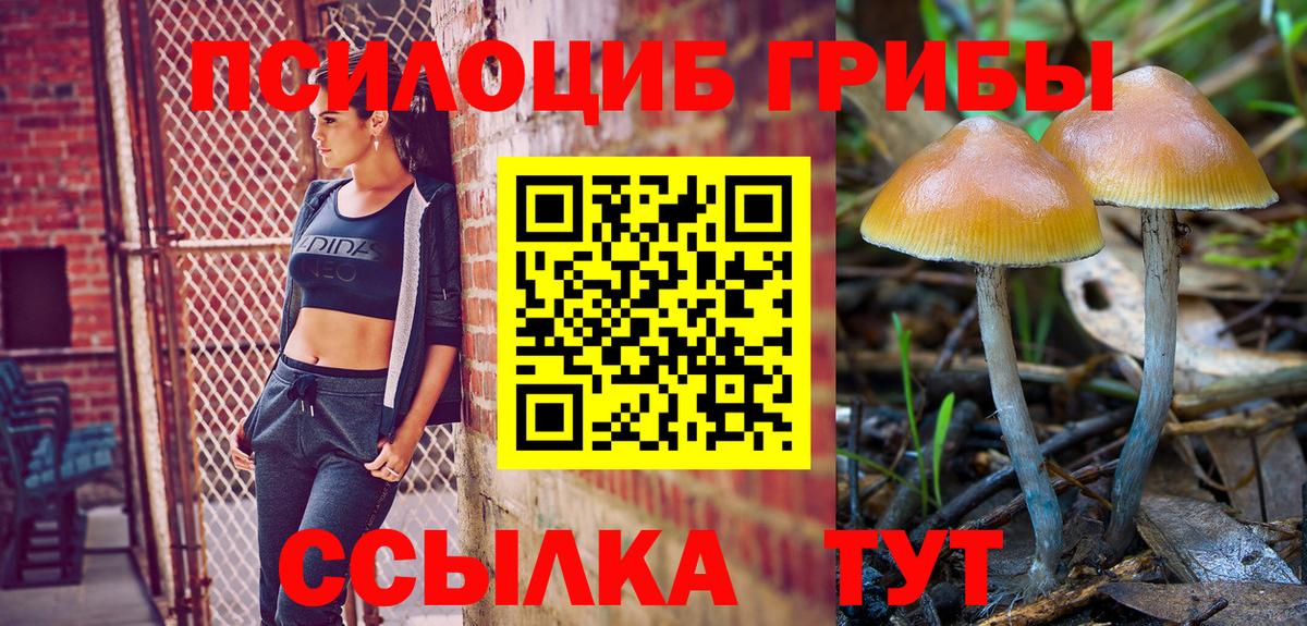 Юрга  Псилоцибиновые грибы Psilocybine cubensis  Вход с VPN 